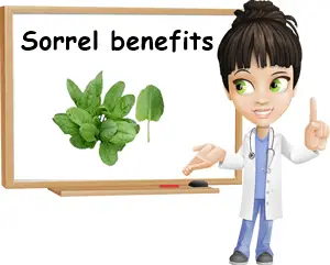 Sorrel benefits