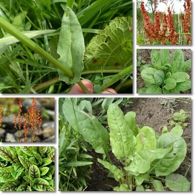 Sorrel leaves health benefits