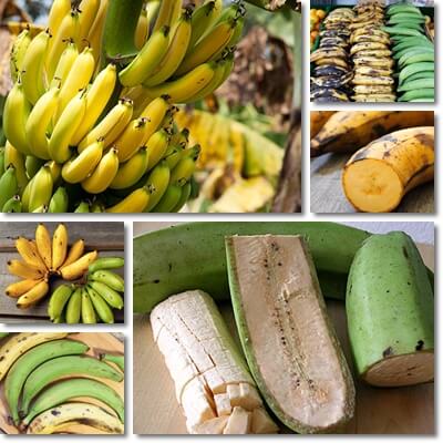 Banana vs plantain differences