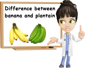 Bananas plantains differences