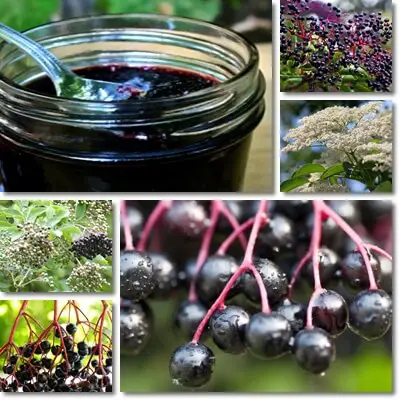 Elderberry syrup uses