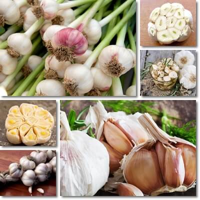 Garlic side effects