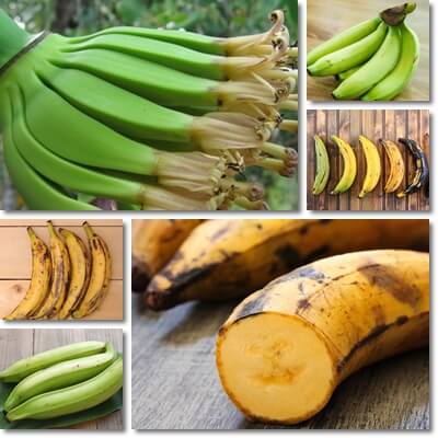 Plantains