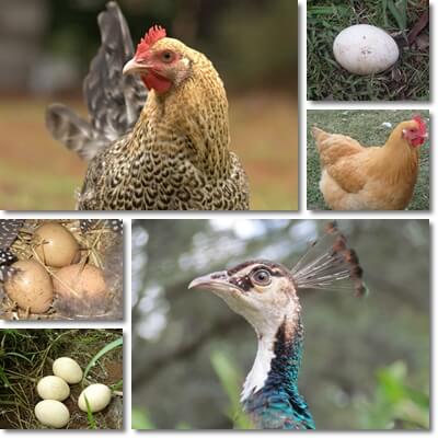 Difference between peahen and chicken eggs