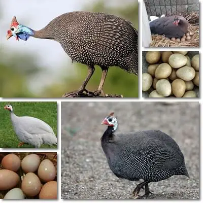 Guinea Fowl Color Chart