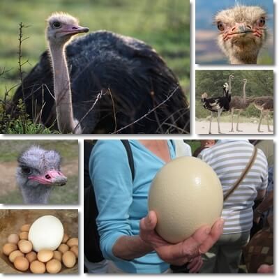 Ostrich eggs benefits