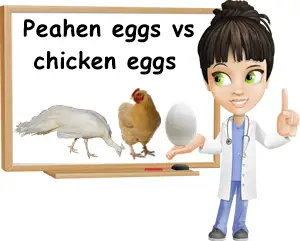 Peahen versus chicken eggs benefits