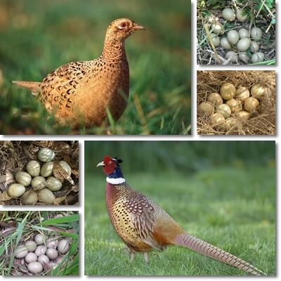 Pheasant eggs