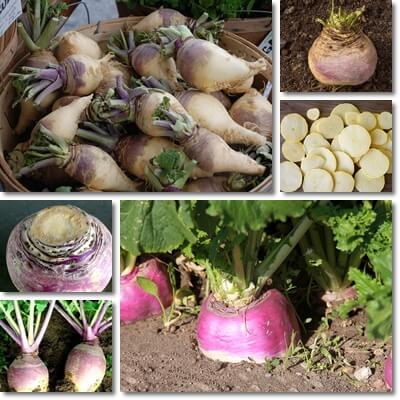 Rutabaga health benefits