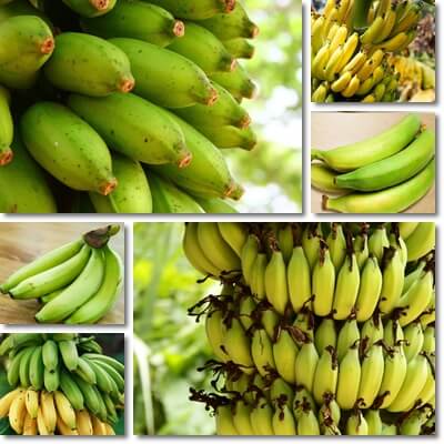 Unripe bananas bad for you
