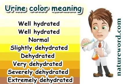 Urine colors chart
