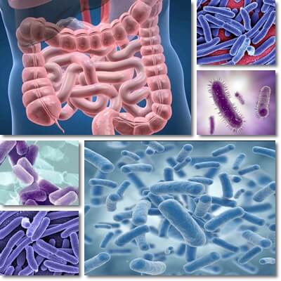 Escherichia coli bacteria