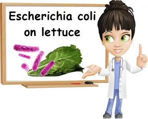 Escherichia coli on lettuce