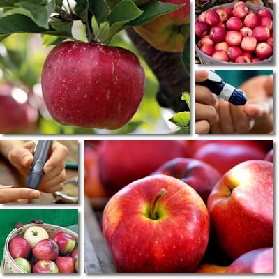 Can diabetics eat apples