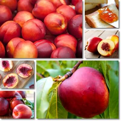 Nectarines blood sugar