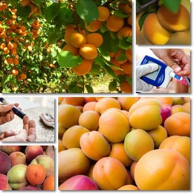 Apricots and blood sugar