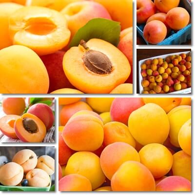 Apricots diabetes benefits