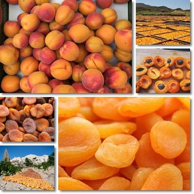 Dried apricots benefits diabetes