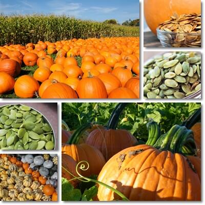 Pumpkin seeds side effects and benefits
