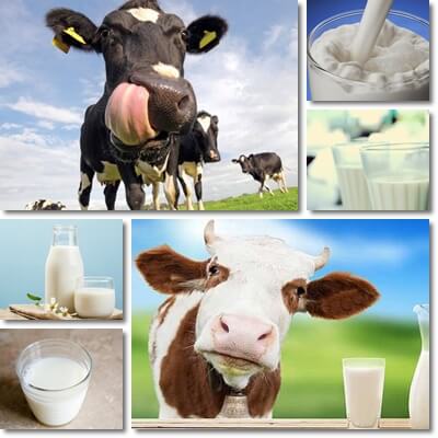 Lactose free vs regular milk
