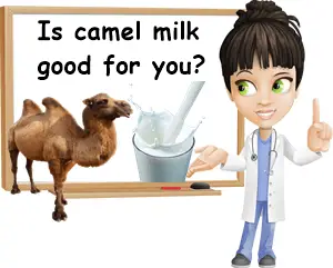 Camel milk good for you