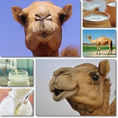 Camel milk health benefits