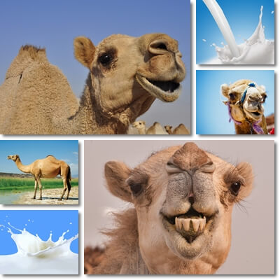 Camel milk nutrition