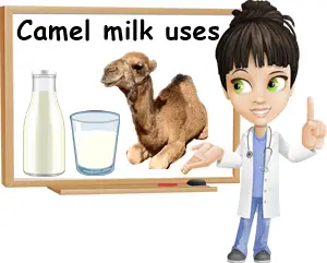 Camel milk uses