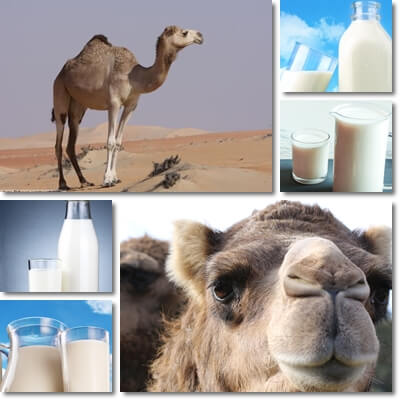 Camel milk