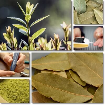 Bay leaf diabetes benefits