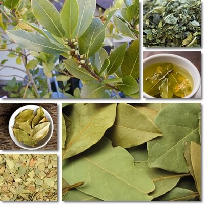 Bay leaf tea benefits