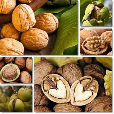 Walnuts and blood sugar