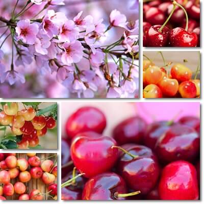 Cherries glycemic index