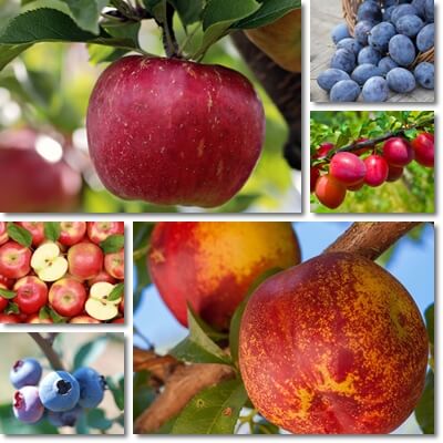 Common low glycemic fruits