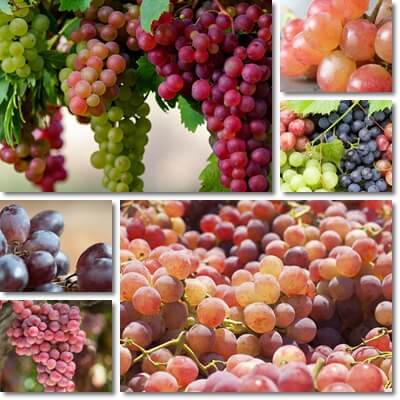 Glycemic load of grapes