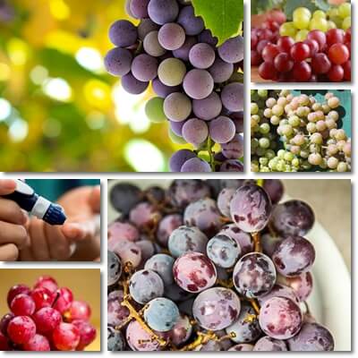 Grapes glycemic index