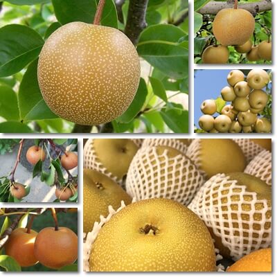 Health benefits of Asian pear