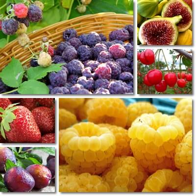 Low glycemic fruits