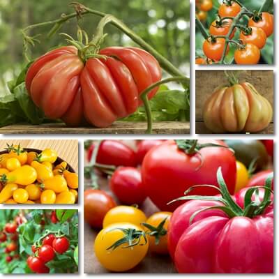 Tomatoes glycemic index and load