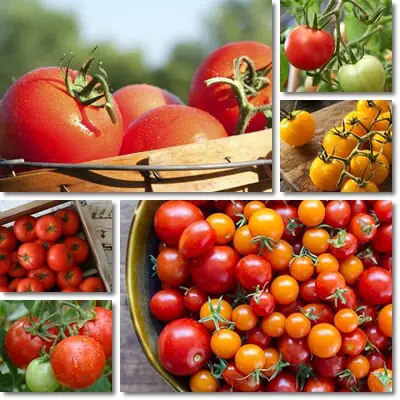 Tomatoes raise blood sugar