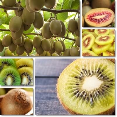 Kiwifruit glycemic index load