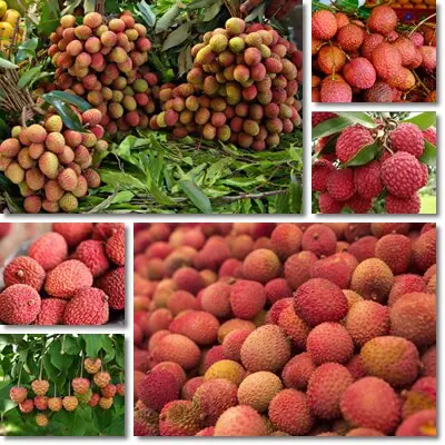 Lychee glycemic index