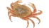 European spiny spider crab