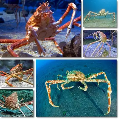 Japanese spider crab