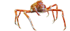 Japanese spider crab