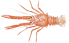 Langostino squat lobster