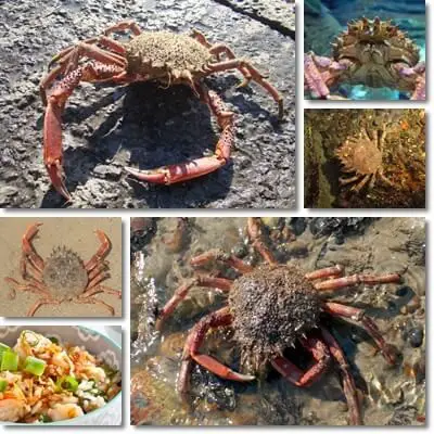 Properties And Benefits Of European Spider Crab Natureword