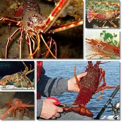 Spiny lobster rock lobster