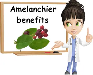 Amelanchier serviceberry benefits