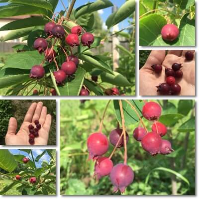Amelanchier serviceberry